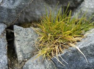 Antarctique :moins de pingouins, plus de plantes 