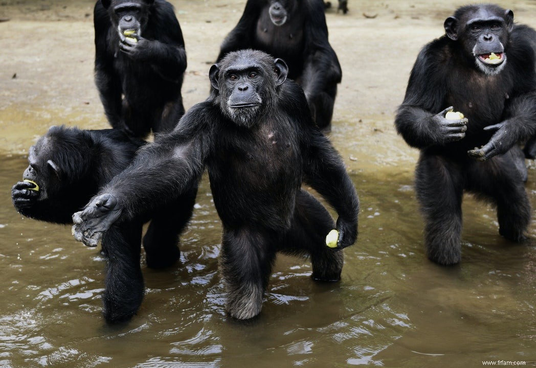 Pour quoi, appartient à quoi, aussi avec les chimpanzés 