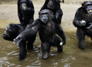 Pour quoi, appartient à quoi, aussi avec les chimpanzés 