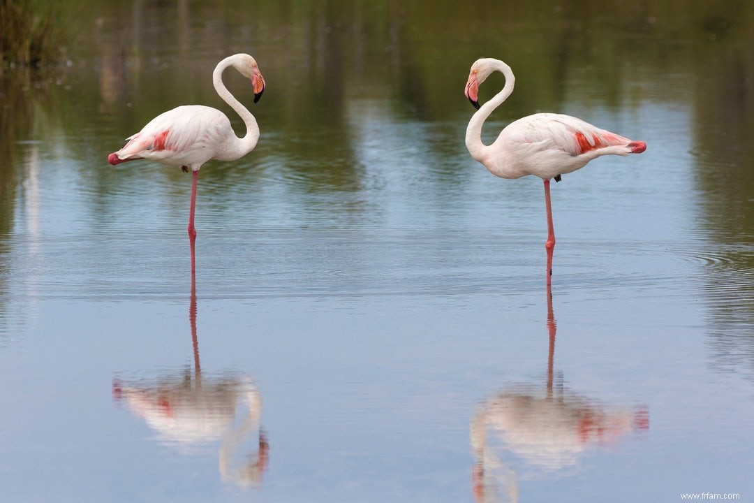 Comment le flamant rose dort sur une jambe 