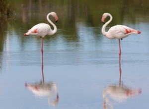 Comment le flamant rose dort sur une jambe 