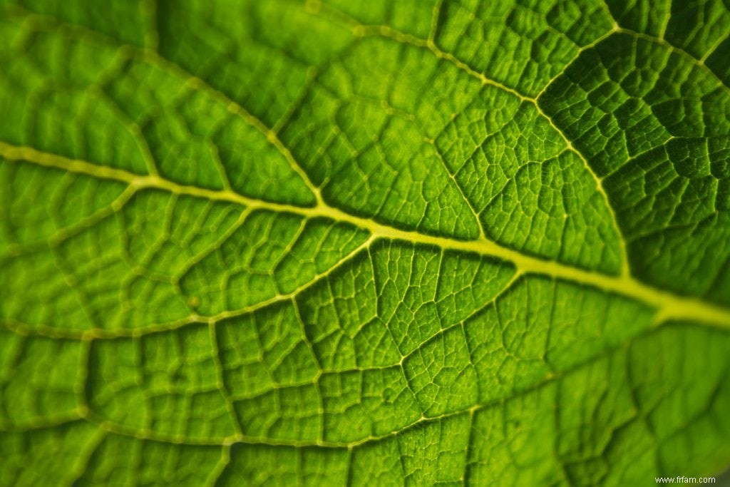 Des plantes modèles respiratoires radicalement raffinées 