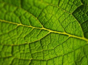 Des plantes modèles respiratoires radicalement raffinées 