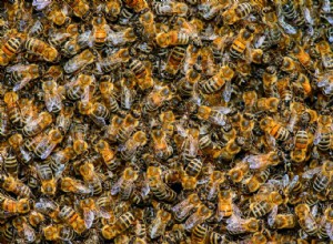 Premiers secours pour les abeilles et les guêpes 