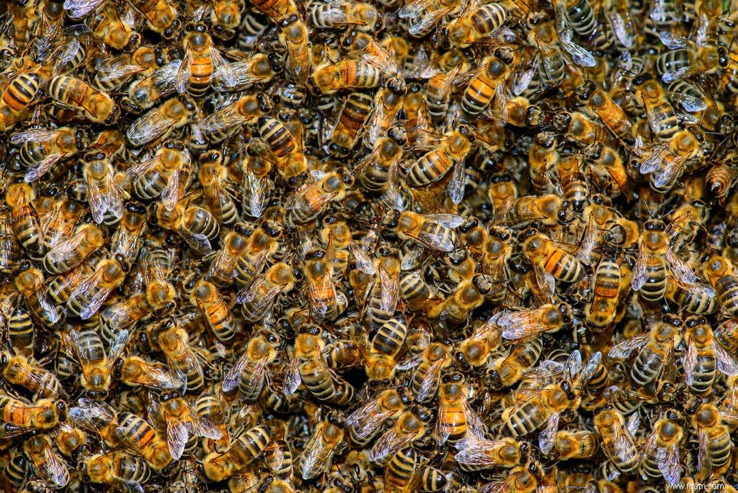 Premiers secours pour les abeilles et les guêpes 