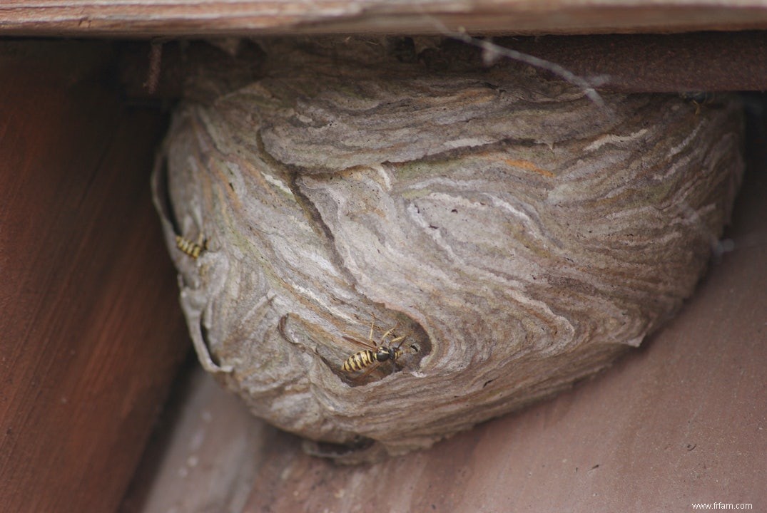 Premiers secours pour les abeilles et les guêpes 