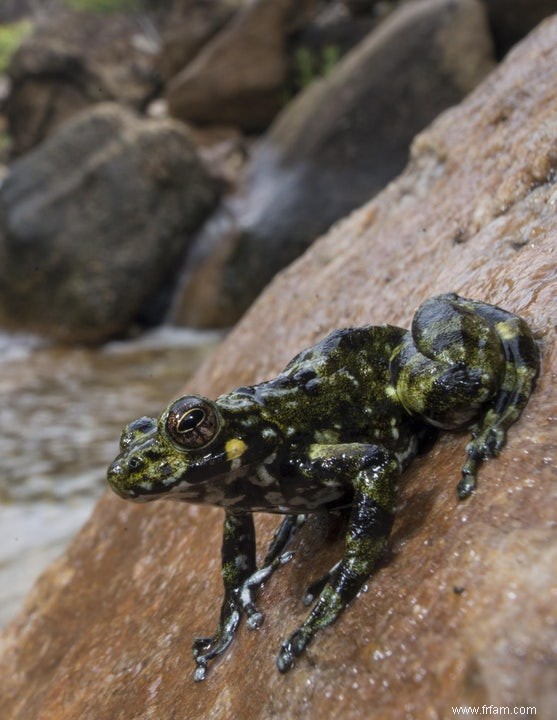 Adieu les dinos, bienvenue aux grenouilles 