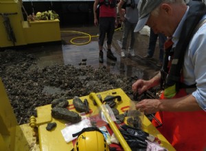 Morses et baleines primitives en mer du Nord 