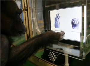 Les chimpanzés jouent à des jeux 