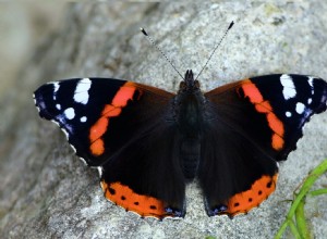 Le chou blanc est l espèce de papillon la plus tachetée 