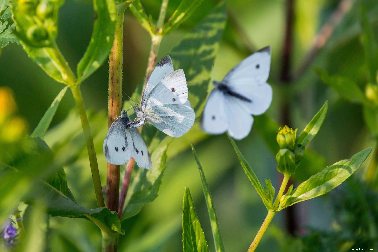 Le chou blanc est l espèce de papillon la plus tachetée 