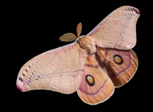 L éclairage dérange les papillons 