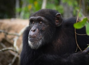 L anthrax menace les chimpanzés 