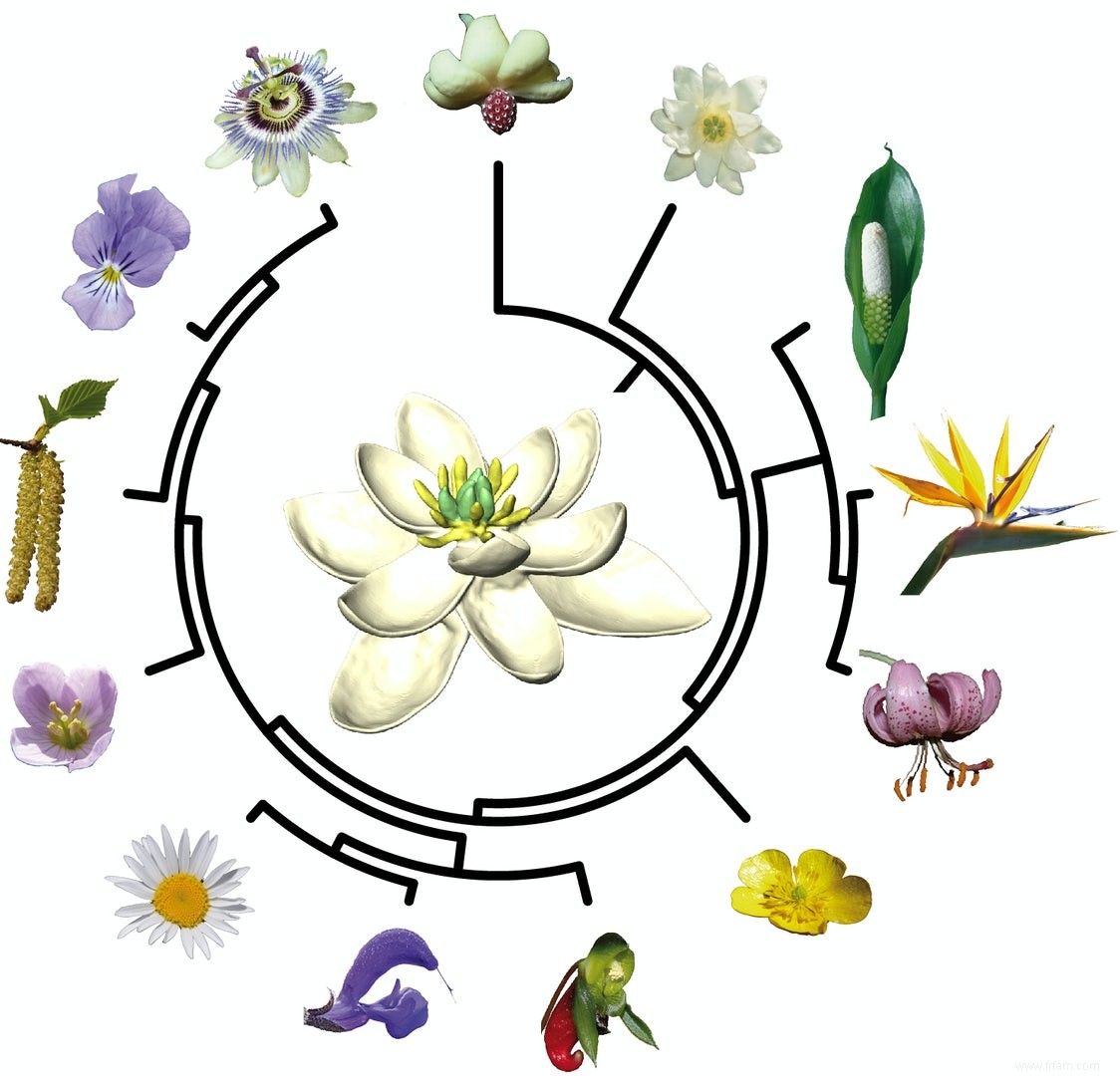 La toute première fleur 