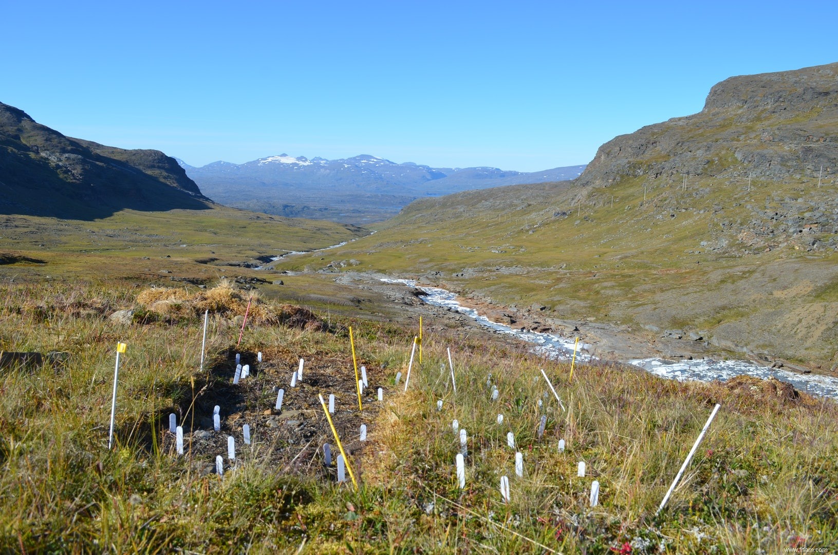  Les plantes utilisent des endroits chauds pour prendre de la hauteur  