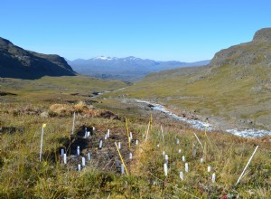  Les plantes utilisent des endroits chauds pour prendre de la hauteur  