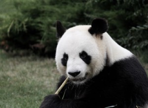 Les pandas sont toujours en danger 