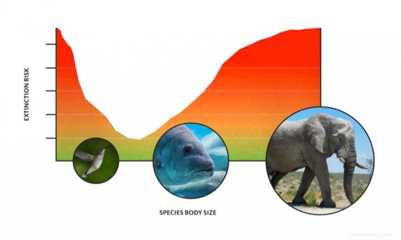 En tant qu animal, vous préférez ne pas être trop grand ou trop petit 