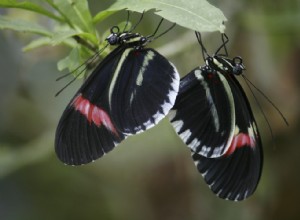 Motifs de papillons démêlés 