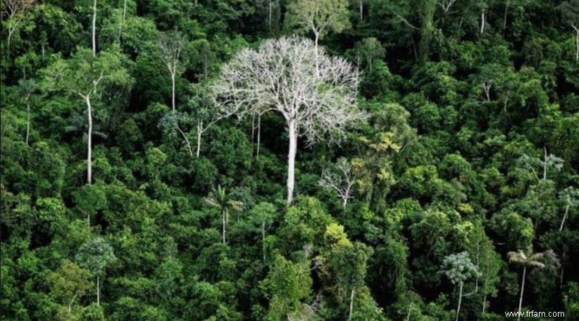 Quand les forêts protégées partent à la hache 