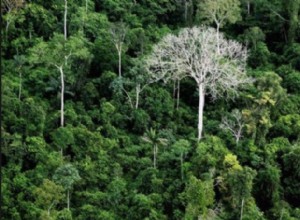 Quand les forêts protégées partent à la hache 