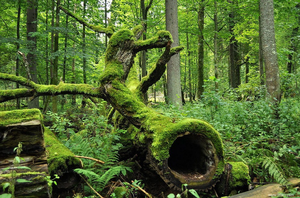 Quand les forêts protégées partent à la hache 