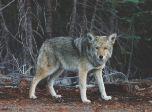 Les loups sont plus inventifs que les chiens 