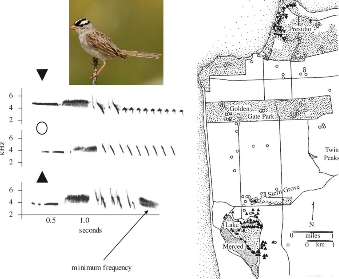 Les oiseaux des villes chantent-ils encore de leur gueule ? 