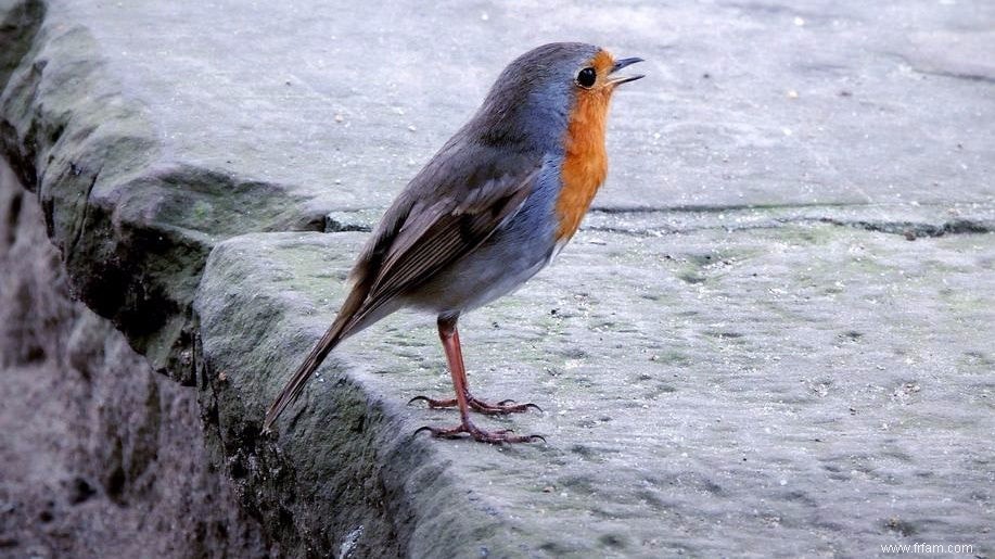 Les oiseaux des villes chantent-ils encore de leur gueule ? 