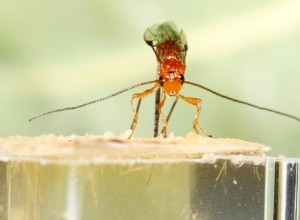 Les guêpes parasites améliorent les aiguilles médicales 