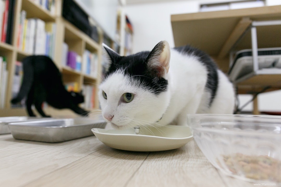 L impact écologique des chiens et des chats 