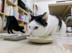 L impact écologique des chiens et des chats 