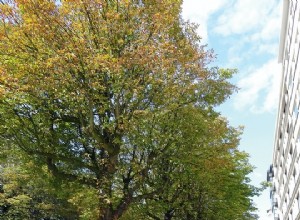 Arbres en ville :abattre ou pas ? 