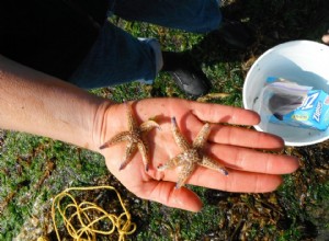 Les moules et les vers parcourent l océan sur des radeaux de déchets 