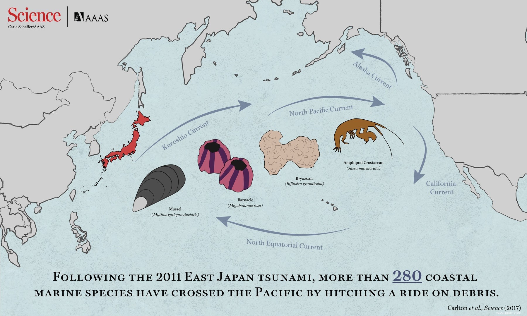 Les moules et les vers parcourent l océan sur des radeaux de déchets 