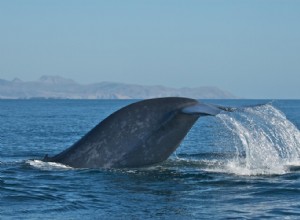 Le rorqual bleu est généralement  droitier  