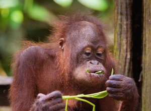 Nous devons notre sommeil aux dinosaures en voie d extinction 