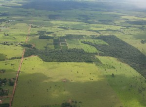 La moitié de la forêt est maintenant en lisière 