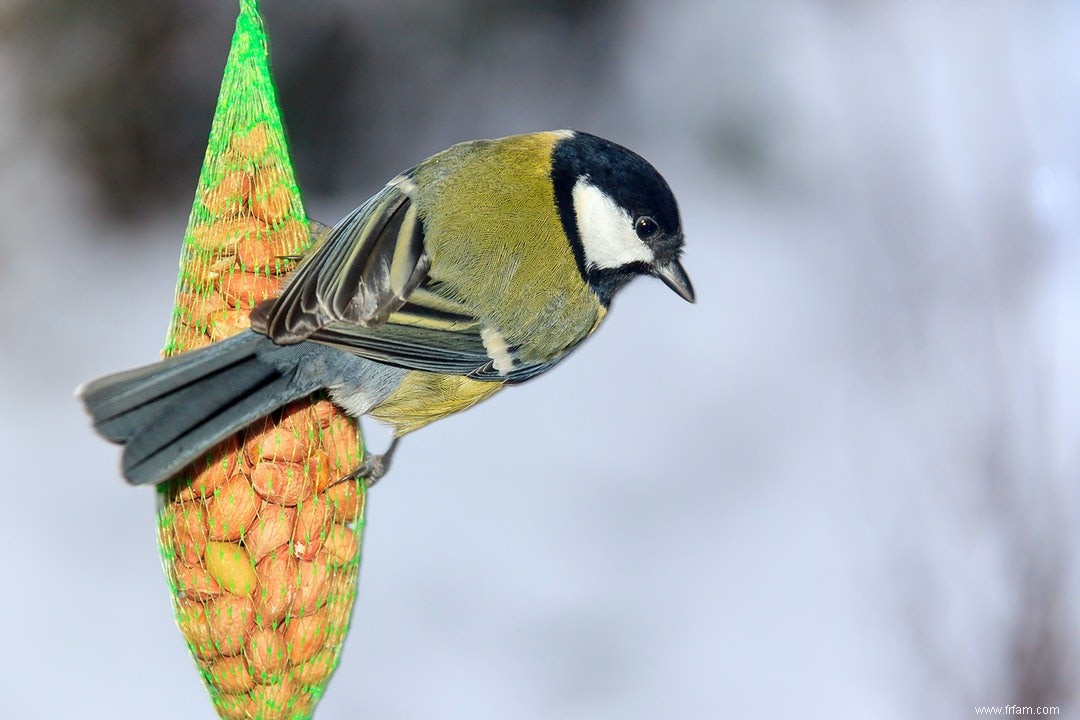 Les mangeoires influencent l évolution de la mésange charbonnière 