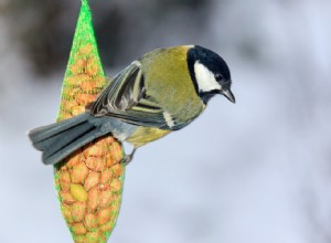 Les mangeoires influencent l évolution de la mésange charbonnière 