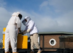 Les abeilles bruxelloises aident à détecter la pollution de l air 