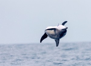 Des biologistes construisent un algorithme pour reconnaître les différentes familles de dauphins 