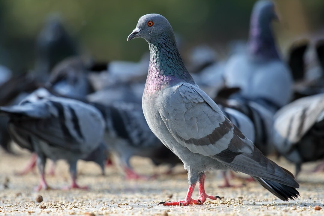 Les pigeons vivent l espace et le temps comme nous 