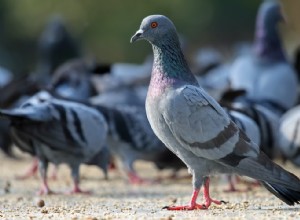 Les pigeons vivent l espace et le temps comme nous 