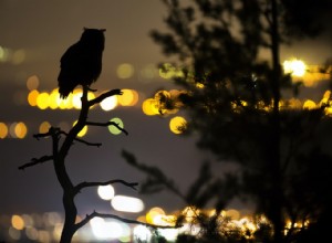 L éclairage LED économique exacerbe la pollution lumineuse 