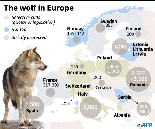 Comment réussir le retour du loup 