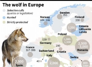 Comment réussir le retour du loup 