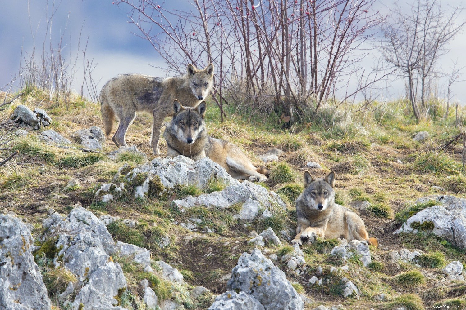 Comment réussir le retour du loup 