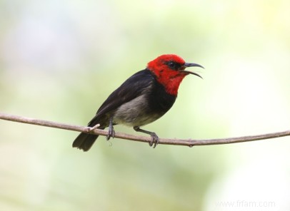 Des ornithologues belges photographient de nouvelles espèces d oiseaux 