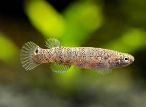 Comment un poisson autofertile maintient son patrimoine génétique en bonne santé 